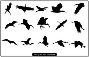 Flying big bird. Realistic vector images. Bird Glossy Ibis. Plegadis falcinellus. White background.