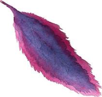 Watercolor feather element. Isolated on white background vector illustration.