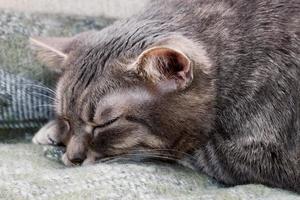 Domestic gray sleeping cat photo