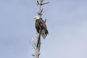 Bald Eagle on the Lookout in a old Tree photo