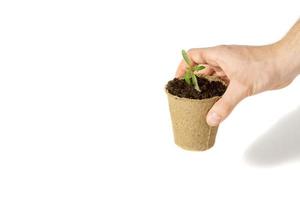 Hand of the men were planting tomato the seedlings into the ground to dry.The concept of eco-friendly packaging. photo