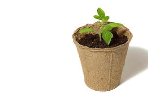 brotes de plántulas de tomate jóvenes en las macetas de turba aisladas sobre fondo blanco. concepto de jardinería foto