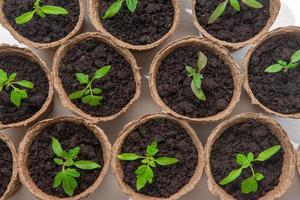 Young tomato seedling sprouts in the peat pots isolated on white background. Gardening concept photo