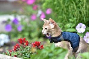 Young Abyssinian cat color Faun with a leash walking around the yard. Pets walking outdoors, adventures n the Park. photo