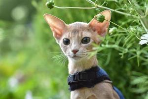 Abyssinian cat of fawn color, close-up portrait, walks along the lawn with flowers photo