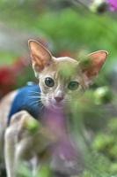 Abyssinian cat of fawn color, close-up portrait, walks along the lawn with flowers photo