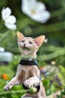 joven fauno de color gato abisinio con una correa caminando por el patio. mascotas caminando al aire libre, aventuras en el parque. foto