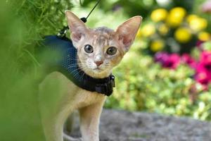 Young Abyssinian cat color Faun with a leash walking around the yard. Pets walking outdoors, adventures n the Park. photo