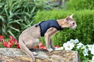 Young Abyssinian cat color Faun with a leash walking around the yard. Pets walking outdoors, adventures n the Park. photo