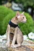 Young Abyssinian cat color Faun with a leash walking around the yard. Pets walking outdoors, adventures n the Park. photo