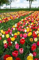 campo con hermosos tulipanes en flor, cultivados para la venta, al aire libre. foto