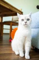 Funny cat looks with its big blue eyes with bewilderment and surprise, against the backdrop of a homely environment. photo