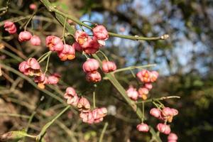 euonymus con flores brillantes y feto, en un soleado día de otoño. foto