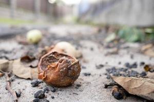 Fallen rotten apple on the pavement. Bottom view. photo