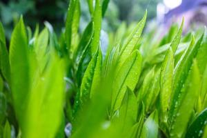hojas verdes frescas de un arbusto en gotas de lluvia, sobre un fondo borroso.