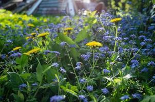 hermosas flores azules y dientes de león amarillos florecen en el jardín, bajo los rayos del sol primaveral. foto