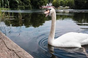 el cisne blanco nadó hasta un muelle de madera y dice algo con el pico abierto, en el parque. foto