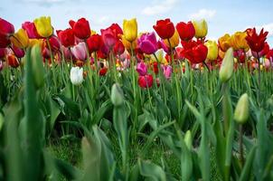 Tulips in bloom. Field with magnificent tulipa flowers, grown for sale, outdoors. Close-up. photo