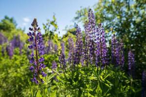 Wonderful blooming lupines in the meadow, among the greenery, against the blue sky. Beautiful perennial flowers of bright purple color. photo