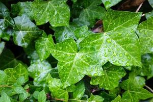fondo de hojas verdes en gotas de lluvia. de cerca. foto