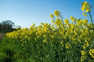 planta de mostaza floreciente contra un cielo. flores amarillas de synapis utilizadas como abono verde en el campo. zona rural en primavera.