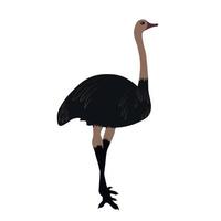 Ostrich vector illustration. Emu. A flightless bird. Zoo. Isolated on a white background.