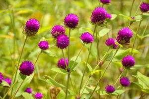 field purple Globe Amaranth flower and soft light background photo