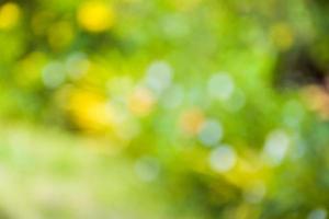 Bokeh light beauty nature soft blur background photo