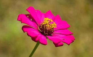 Zinnia violacea pink flower blooming and light bokeh background photo