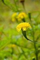 flor amarilla de caléndula de campo floreciendo y fondo de luz suave