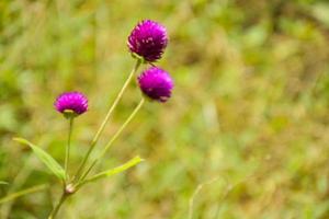 campo flor de amaranto globo púrpura y fondo de luz suave