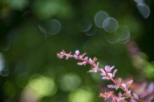 brunch de plantas espinosas en bokeh de burbujas foto