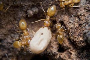 Yellow Ants inside anthill while moving eggs photo