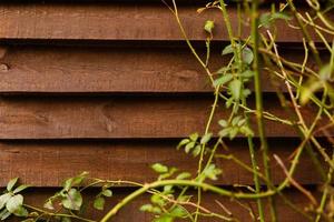 wooden board and greenery garland photo