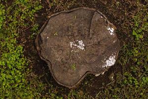 tocón de planta de árbol en uso de campo verde para el tema de la jardinería foto