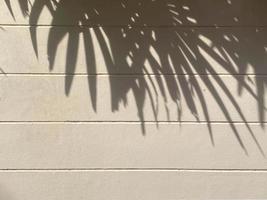 Shadow palm leaves on wall background photo