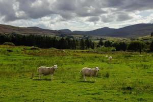 pastoreo de ovejas en escocia foto