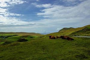 Cow in isle of Skye photo