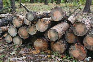 Deforestation, destruction forest clearing. Cut down trees in city park. Felled timber in heap. Ecology concept. Global environmental issues. Rescue nature, save planet. Chopped wood and logs stacked photo