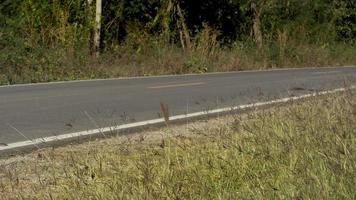 terreno delantero de hierba verde con flor. borrosa de la vista en perspectiva de la carretera asfaltada con una línea amarilla y una línea blanca dos al lado. foto