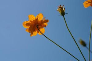 Yellow cosmos flowers in a flower garden photo