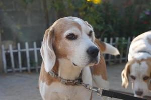 dog waited for the owner in front of the house. photo