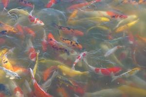 coloridos peces koi en el estanque del parque foto