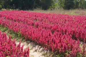 The background of the flower plantation for tourists to visit and take pictures. photo