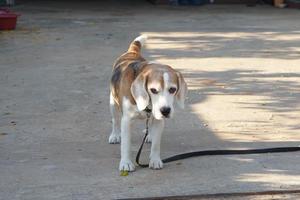 dog waited for the owner in front of the house. photo