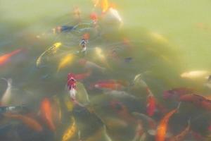 Colorful koi fish in the park pond photo