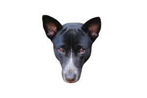 Black dog head on a white background photo