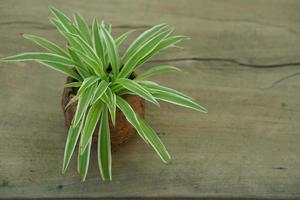 a pot of plants placed on a wooden table photo