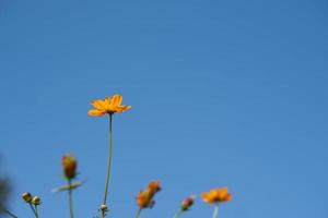 Yellow cosmos flowers in a flower garden photo