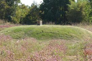 Green grass in the park photo